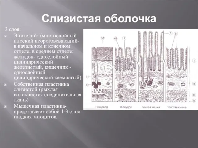 Слизистая оболочка 3 слоя: Эпителий- (многослойный плоский неороговевающий- в начальном и конечном