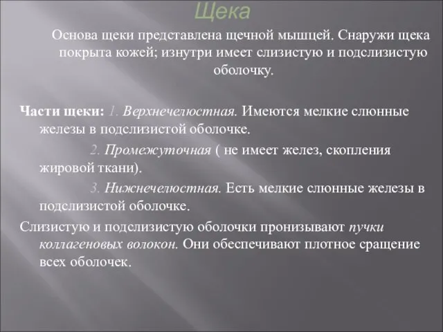 Щека Основа щеки представлена щечной мышцей. Снаружи щека покрыта кожей; изнутри имеет