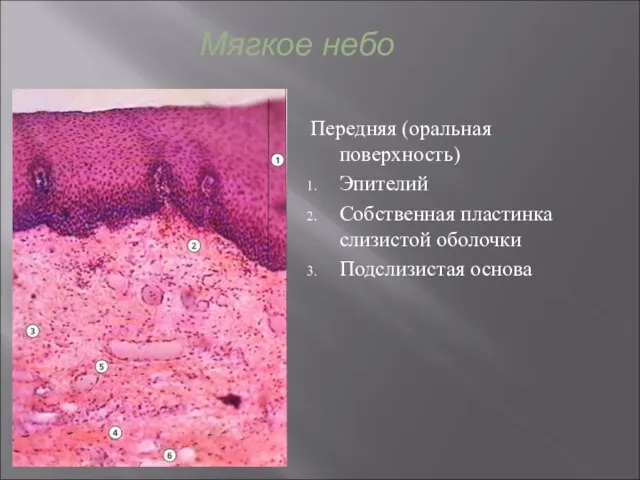 Мягкое небо Передняя (оральная поверхность) Эпителий Собственная пластинка слизистой оболочки Подслизистая основа