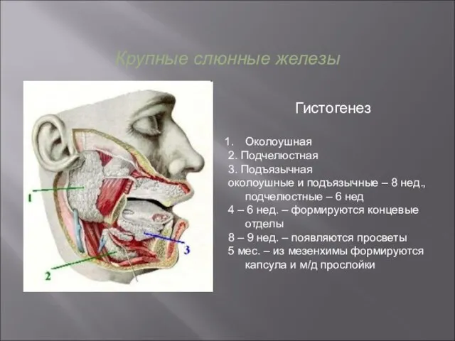 Крупные слюнные железы Гистогенез Околоушная 2. Подчелюстная 3. Подъязычная околоушные и подъязычные