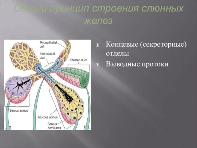 Общий принцип строения слюнных желез Концевые (секреторные) отделы Выводные протоки