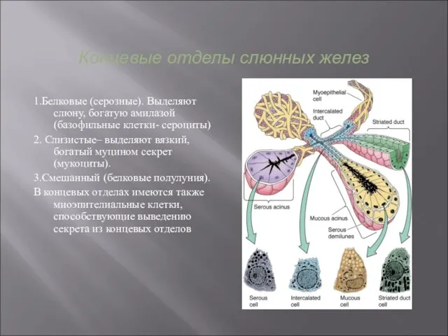 Концевые отделы слюнных желез 1.Белковые (серозные). Выделяют слюну, богатую амилазой (базофильные клетки-