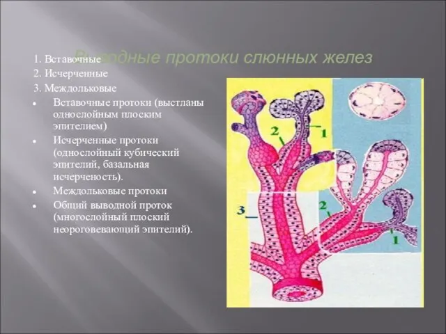 Выводные протоки слюнных желез 1. Вставочные 2. Исчерченные 3. Междольковые Вставочные протоки