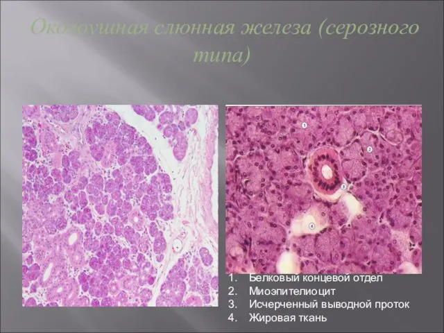 Околоушная слюнная железа (серозного типа) Белковый концевой отдел Миоэпителиоцит Исчерченный выводной проток Жировая ткань