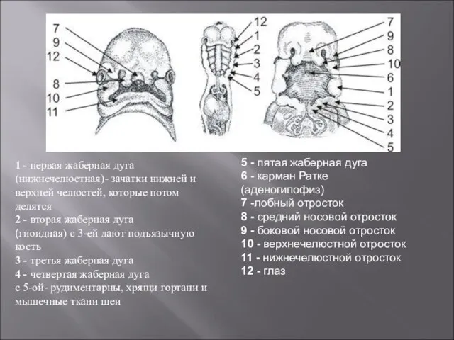 1 - первая жаберная дуга (нижнечелюстная)- зачатки нижней и верхней челюстей, которые