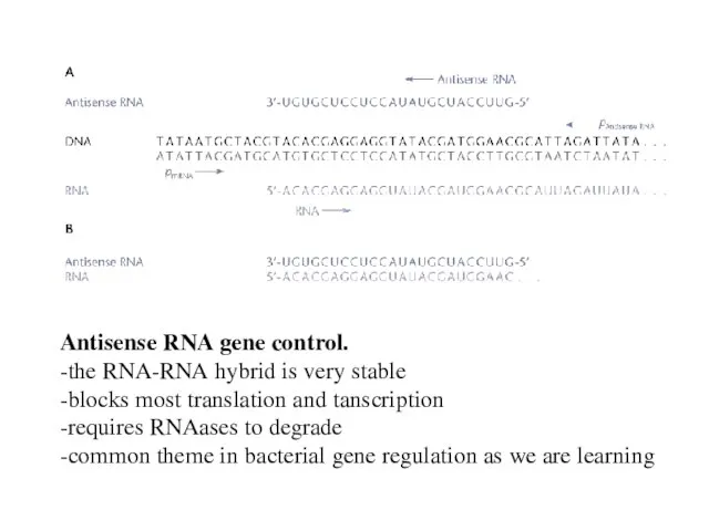 Antisense RNA gene control. -the RNA-RNA hybrid is very stable -blocks most