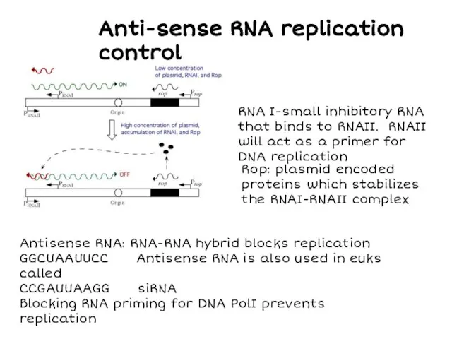 Antisense RNA: RNA-RNA hybrid blocks replication GGCUAAUUCC Antisense RNA is also used