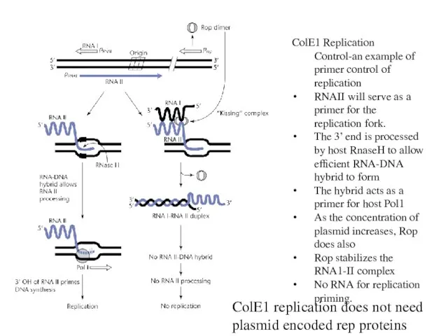 ColE1 Replication Control-an example of primer control of replication RNAII will serve