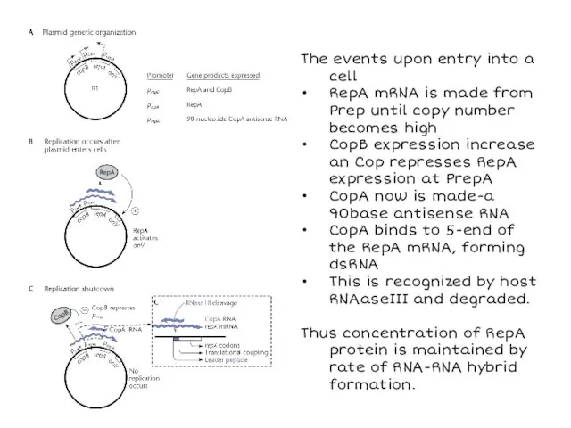 The events upon entry into a cell RepA mRNA is made from