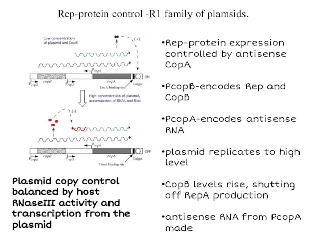 Rep-protein control -R1 family of plamsids. Rep-protein expression controlled by antisense CopA