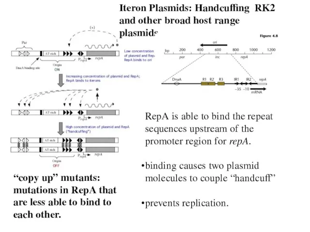 Iteron Plasmids: Handcuffing RK2 and other broad host range plasmids RepA is