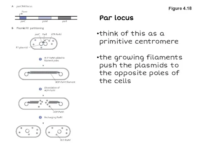 Figure 4.18 Par locus think of this as a primitive centromere the