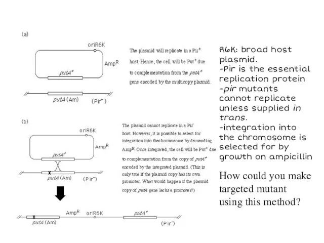 R6K: broad host plasmid. -Pir is the essential replication protein -pir mutants