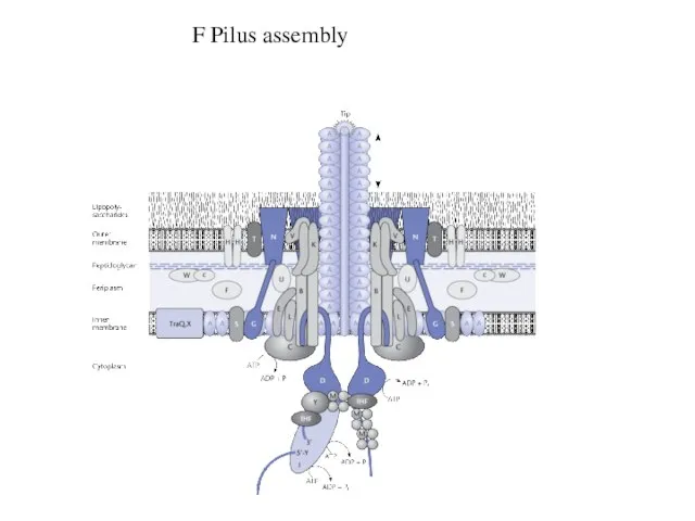 F Pilus assembly