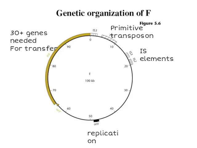 replication IS elements Primitive transposon 30+ genes needed For transfer Genetic organization of F