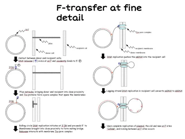 F-transfer at fine detail