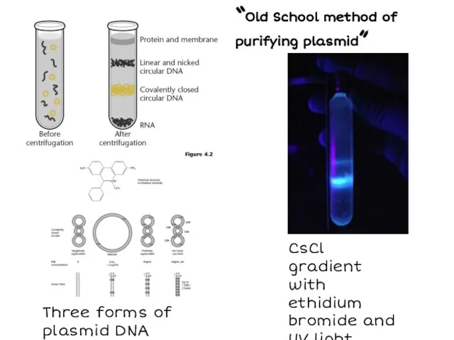 CsCl gradient with ethidium bromide and UV light. Three forms of plasmid