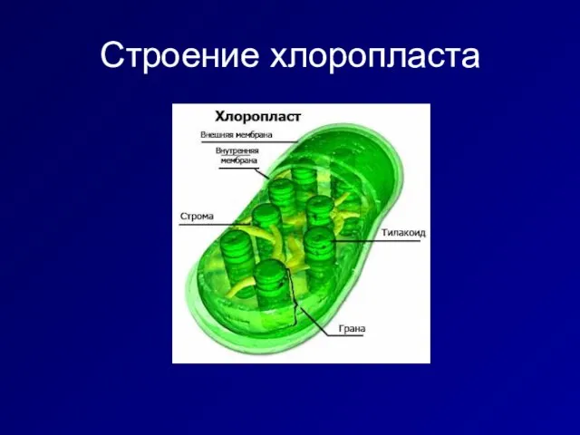 Строение хлоропласта