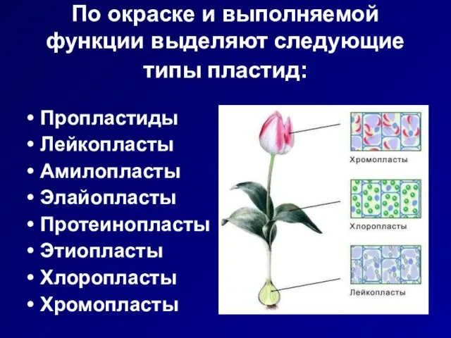 По окраске и выполняемой функции выделяют следующие типы пластид: Пропластиды Лейкопласты Амилопласты