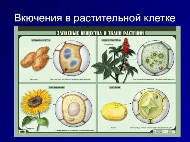 Вкючения в растительной клетке