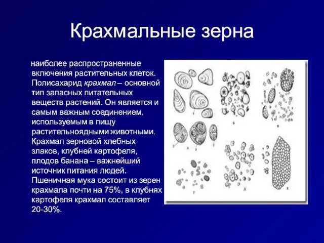 Крахмальные зерна