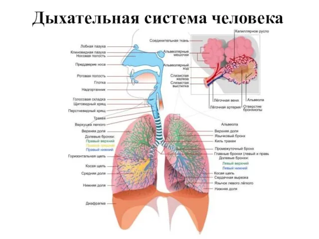 Дыхательная система человека