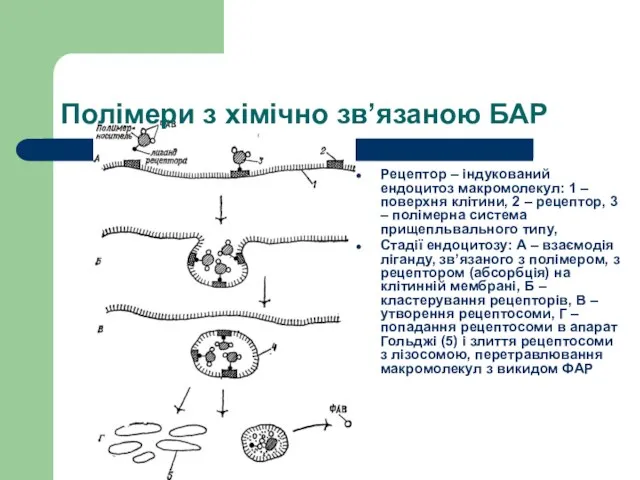 Рецептор – індукований ендоцитоз макромолекул: 1 – поверхня клітини, 2 – рецептор,