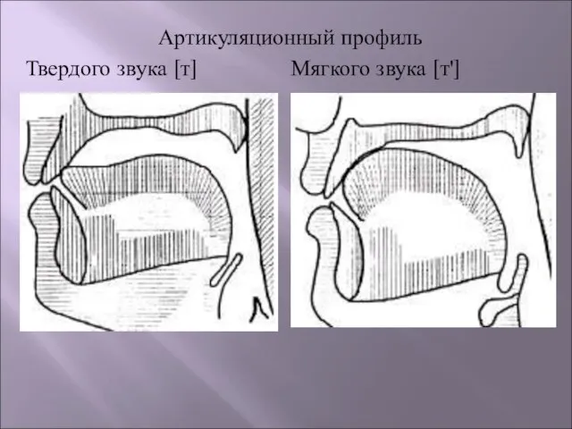 Артикуляционный профиль Твердого звука [т] Мягкого звука [т']