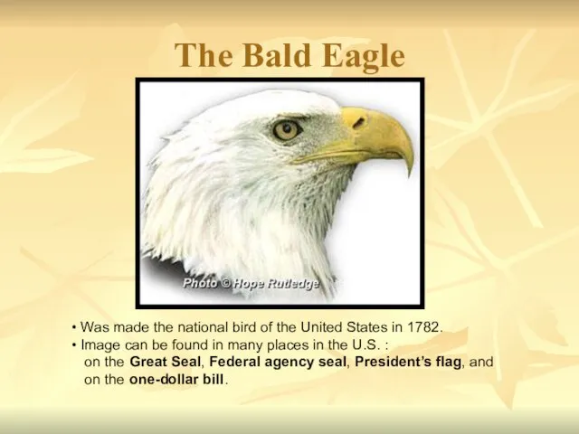 The Bald Eagle Was made the national bird of the United States