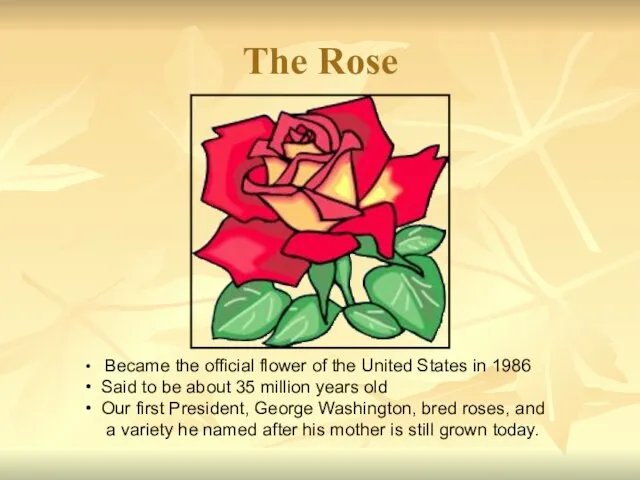 The Rose Became the official flower of the United States in 1986
