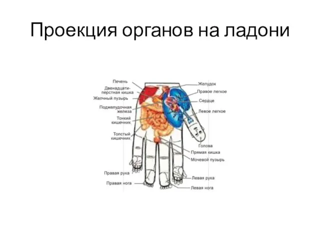 Проекция органов на ладони