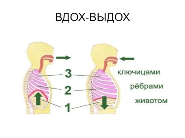 ВДОХ-ВЫДОХ