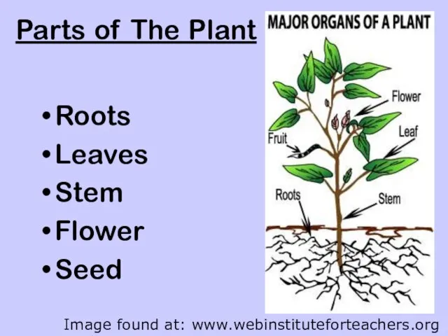 Parts of The Plant Roots Leaves Stem Flower Seed Image found at: www.webinstituteforteachers.org