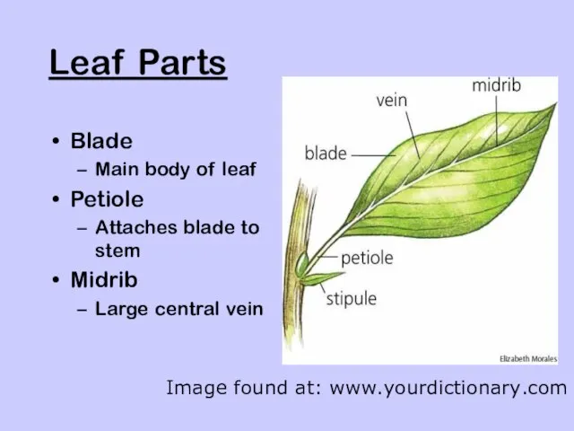 Leaf Parts Blade Main body of leaf Petiole Attaches blade to stem