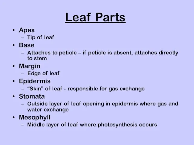 Leaf Parts Apex Tip of leaf Base Attaches to petiole – if