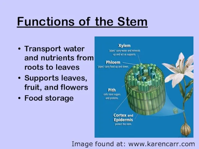 Functions of the Stem Transport water and nutrients from roots to leaves