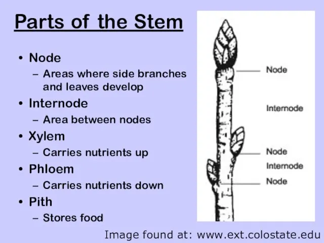 Parts of the Stem Node Areas where side branches and leaves develop