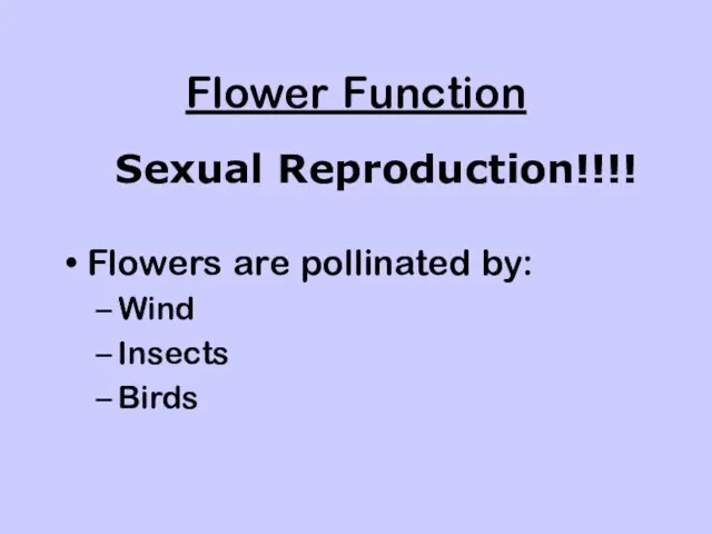 Flower Function Flowers are pollinated by: Wind Insects Birds Sexual Reproduction!!!!