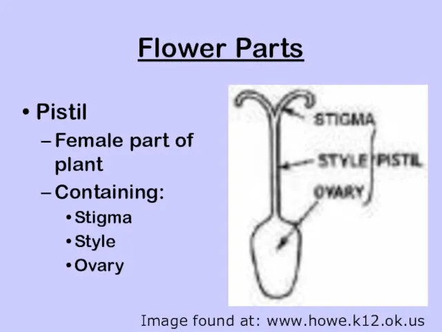 Flower Parts Pistil Female part of plant Containing: Stigma Style Ovary Image found at: www.howe.k12.ok.us