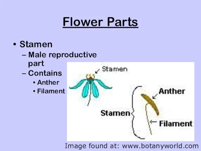 Flower Parts Stamen Male reproductive part Contains Anther Filament Image found at: www.botanyworld.com