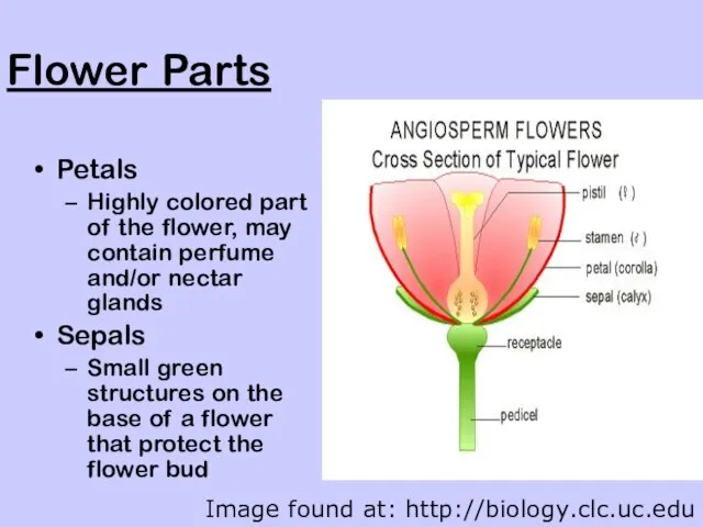 Flower Parts Petals Highly colored part of the flower, may contain perfume