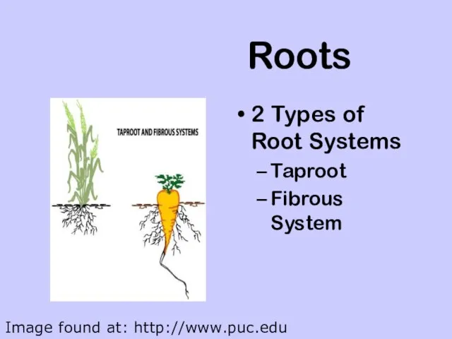 Roots 2 Types of Root Systems Taproot Fibrous System Image found at: http://www.puc.edu