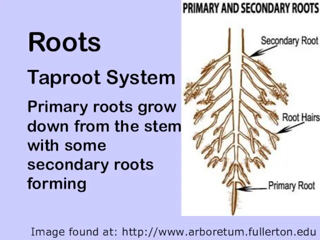 Roots Taproot System Primary roots grow down from the stem with some