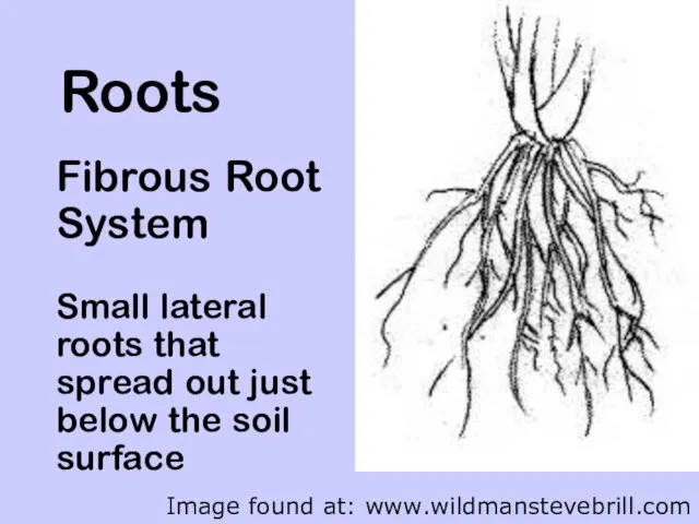 Roots Fibrous Root System Small lateral roots that spread out just below