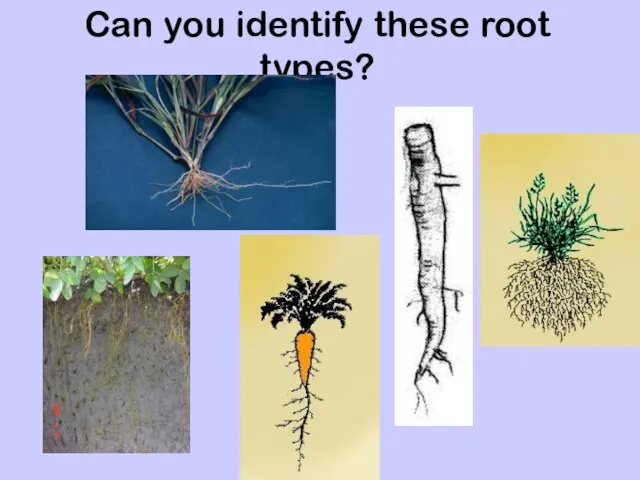 Can you identify these root types?