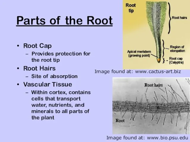 Parts of the Root Root Cap Provides protection for the root tip