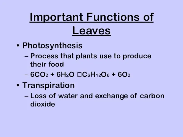 Important Functions of Leaves Photosynthesis Process that plants use to produce their