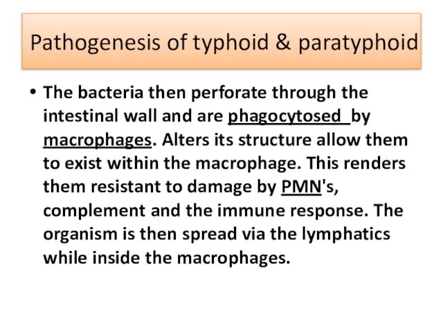 Pathogenesis of typhoid & paratyphoid The bacteria then perforate through the intestinal