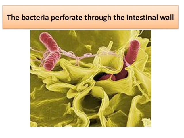 The bacteria perforate through the intestinal wall