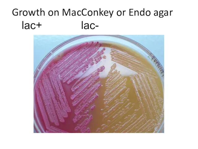 Growth on MacConkey or Endo agar lac+ lac-